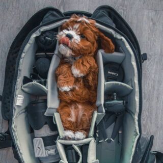 House Sitting Jobs How To Find How to Become a House Sitter, Step-by-Step