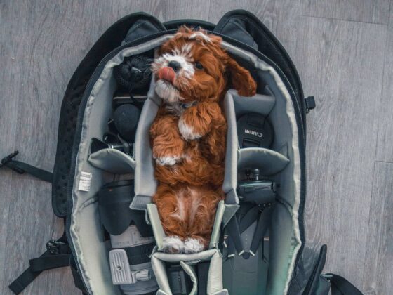 House Sitting Jobs How To Find How to Become a House Sitter, Step-by-Step